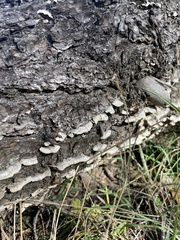 Trichaptum abietinum