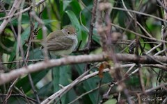 Euscarthmus meloryphus