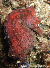 Hippocampus hippocampus