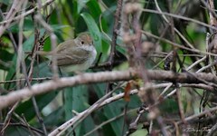 Euscarthmus meloryphus