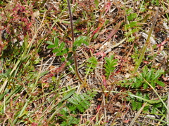 Acaena agnipila