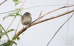 Ammodramus humeralis