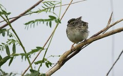 Ammodramus humeralis