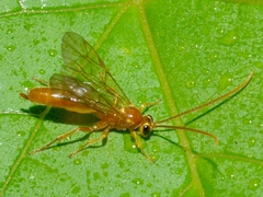 Ctenopelmatinae