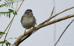 Ammodramus humeralis