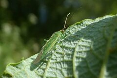 Orthotylus marginalis