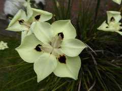 Dietes bicolor