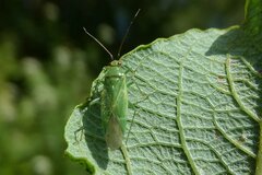 Orthotylus marginalis
