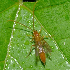 Ctenopelmatinae