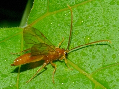 Ctenopelmatinae