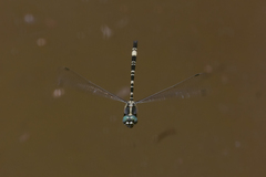 Parasynthemis regina