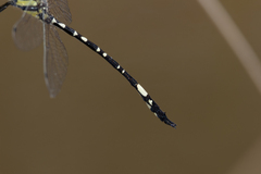 Parasynthemis regina
