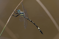 Parasynthemis regina