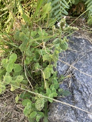 Lamiaceae