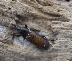 Mesites pallidipennis