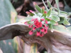 Castilleja arvensis arvensis
