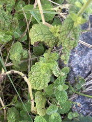 Lamiaceae