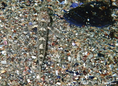 Pomatoschistus marmoratus