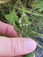 Lamiaceae