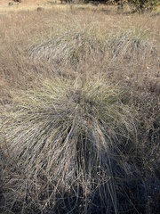 Muhlenbergia rigens