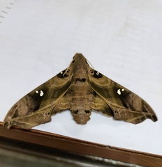 Madoryx bubastus bubastus