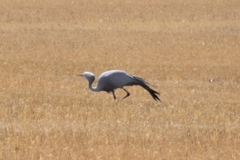 Anthropoides paradiseus