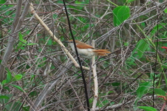 Certhiaxis cinnamomeus