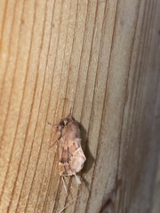 Ptilophora plumigera