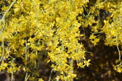Parkinsonia florida