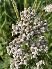 Achillea