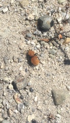 Dasymutilla californica