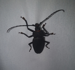 Ctenoscelis acanthopus