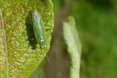 Orthotylus marginalis