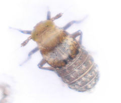Conomelus anceps