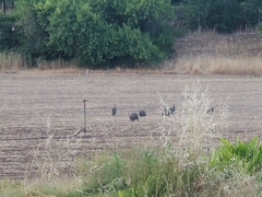 Numida meleagris coronatus