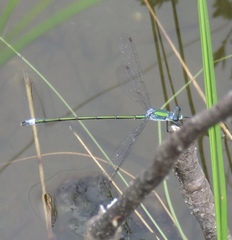 Lestes inaequalis