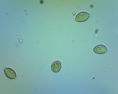 Hebeloma