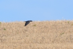 Corvus capensis