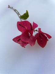 Bougainvillea