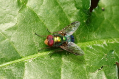 Hemilucilia
