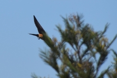Cecropis cucullata