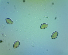 Hebeloma