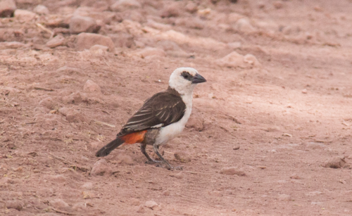 White-headed Buffalo-Weaver