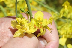 Parkinsonia florida
