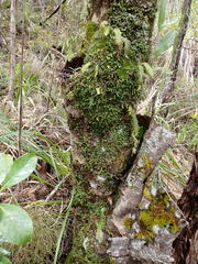 Bulbophyllum pygmaeum
