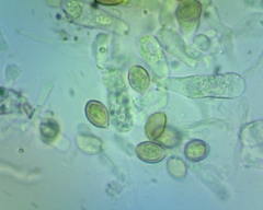 Hebeloma
