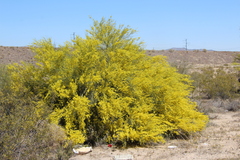 Parkinsonia florida