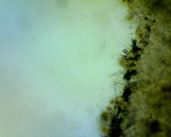 Hebeloma