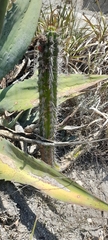 Borzicactus sepium