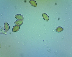 Hebeloma